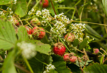 White blue wildflowers and wild red strawberries