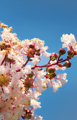 Crepe myrtle blossoms against a blue sky.