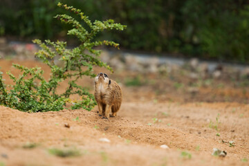 Ein Erdmännchen auf einem Sandhaufen mit Pflanzen.