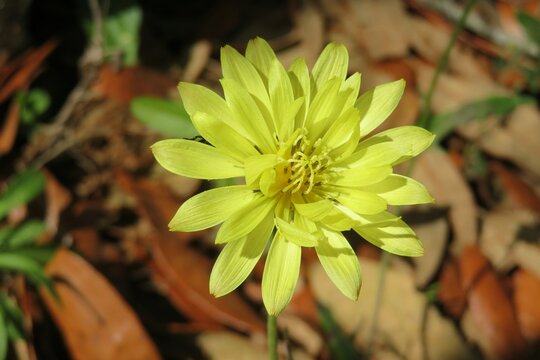 Yellow flower in the garden, closeup