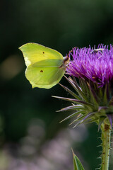 Pieridae / Orakkanat / / Gonepteryx rhamni