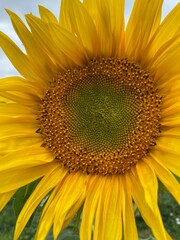 Obraz premium sunflower close up