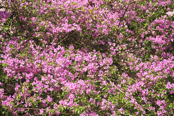 Pink Blossom , Bougainvillea, Lesser Bougainvillea, Bougainvillea glabra,  Ibirapuera Park, Sao Paulo, Brazil
