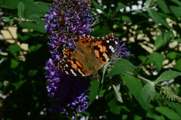 butterfly on purple flower