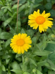 yellow flower in the garden