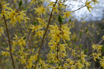 yellow flowers in the garden