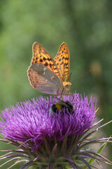 Nymphalidae / Bahadır / / Argynnis pandora