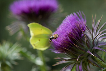 Pieridae / Orakkanat / / Gonepteryx rhamni