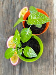 Tropical fruit,  passiflora