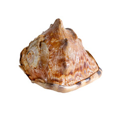 Sea shell isolated on a white background. Beautiful seashell