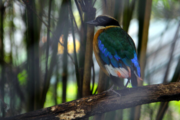Bird exotic multi-colored tropical blue-red. Zoo Phuket