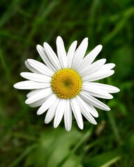chamomile in the grass