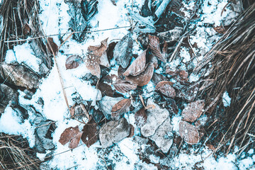 grunge texture of old wood