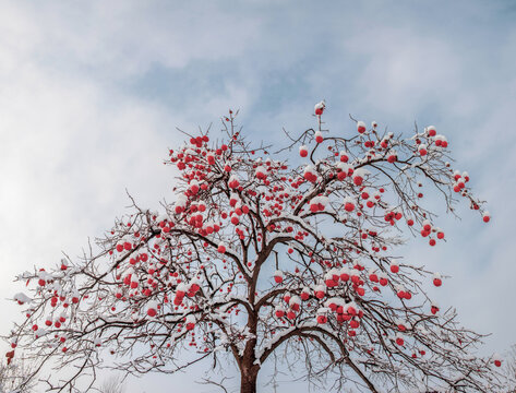 Shandong rizhao j persimmon tree