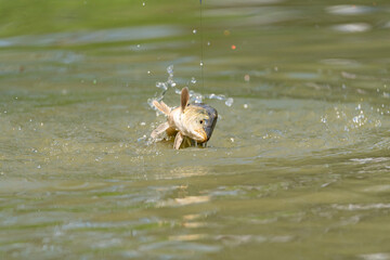 Angling. A fresh water carp caught on a fishing line.
