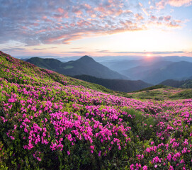 Fototapeta premium Scenery of the sunset at the high mountains. Amazing spring morning. A lawn covered with flowers of pink rhododendron. Amazing summertime wallpaper background. Natural landscape.