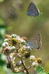 Lycaenidae / Güzel Sevbeni / / Satyrium spini
