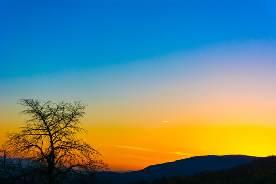 A very beautiful sunset. Blue and orange colors. Branches of a tree against the sky. Saturated color. Psilocybin. The look of a man who has perverted psilocybin mushrooms. Psilocybe semilanceata.