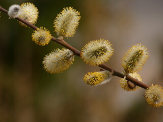 A branch of pussy willow tree with withering yellow catkins (Salix caprea)