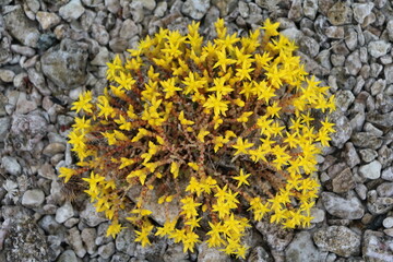 Yellow blooming Sedum acre