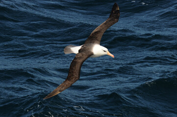 Albatros Black Browed