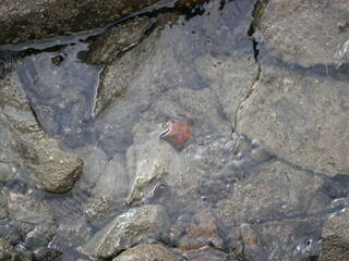 A starfish with five legs lies on the seashore on a Sunny summer day. Sea food before fishing. Ecosystem of seas and oceans.
