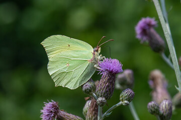 Pieridae / Orakkanat / / Gonepteryx rhamni