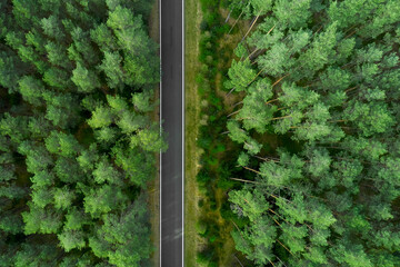 Top view on the top of high pine trees and road in the middle. Road in the forest.
