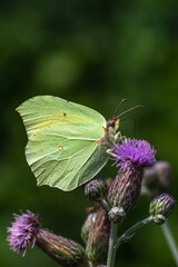 Pieridae / Orakkanat / / Gonepteryx rhamni