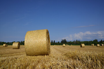 Fototapeta premium In summer, the straw bales are spread across the field on a harvested grain field, against a blue sky in Bavaria