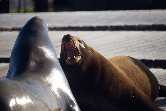 500 mm telephoto lens image of massive sea lions at pier 39 in San Francisco.