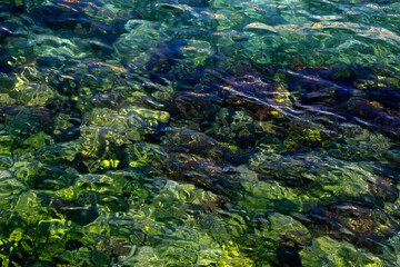 Fototapeta na wymiar Transparent river water in a summer day
