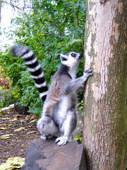 Lemur stojący przy drzewie © Ami