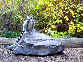 Lemur siedzący na kamieniu © Ami