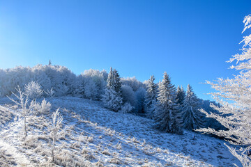 The woods on a way to a mountain Porezen