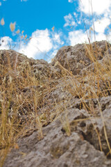Fototapeta premium straw growing on the rocks of a large mountain
