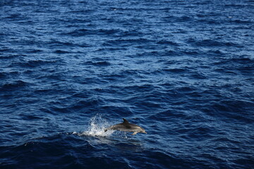 Fototapeta premium Dolphins 