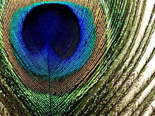 Obraz premium peacock feather close up