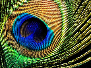 peacock feather close up