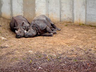 Drzemka dwóch nosorożców - obrazy, fototapety, plakaty