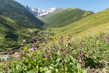 Fototapeta na wymiar Flowers on background of Mountain landscape with green meadow. Mountain valley panorama of Caucasus in North Ossetia