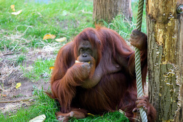 Orangutan At The Apeldoorn Zoo The Netherlands 2018