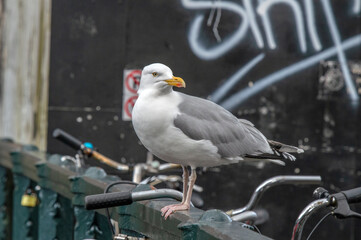 Close Up Of A European Herring Gull