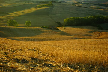 Fototapeta premium Isolated trees on a summer sunrise over Val d'Orcia hills, Tuscany, Italy