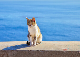 Cat On Wall.  Blue Mediterranean sea in the background.. Stock Image
