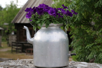 Upcycling petunias in a kettle