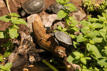 Kleine Wasserschildkröten, welche miteinander rumtollen.