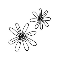 Hand-drawn image of two chamomile flowers. Graphic black and white vector image. Isolated on white