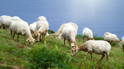 Fototapeta premium Sheep grazing on the coast of the Cantabrian Sea. Mount Jaizkibel. Basque Country, Spain.