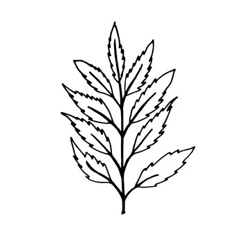 Hand-drawn image of a stem with leaves. Flower leaves. Black and white vector image isolated on white background.